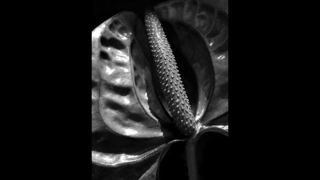 The 26 prints on display are a poetic engagement of his conversations with a subject that is far away from Dasgupta’s work on fashion, and women. (The Estate of Prabuddha Dasgupta / PHOTOINK) 