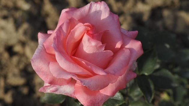 Queen Elizabeth: A cross-hybrid between floribunda and hybrid tea plant, this rose is pink in colour, royal in appearance and, undoubtedly, a rose for a queen. (Karun Sharma/HT) 