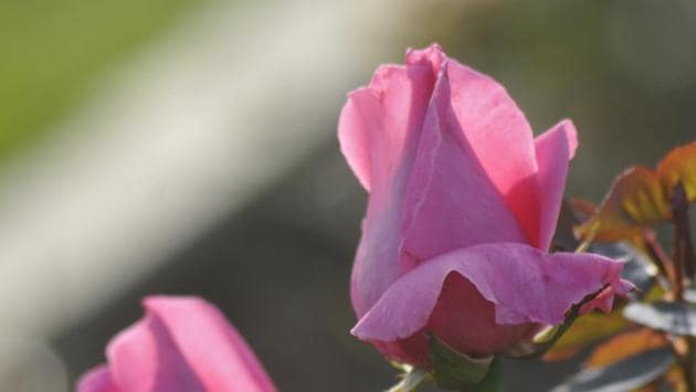 Dr BP Paul: A blush pink rose, it blooms in a bunch of three-four flowers.  (Karun Sharma/HT) 