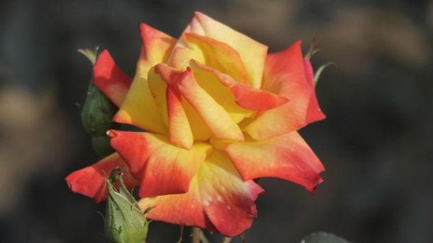 Charleston: Dual shade of red and yellow, this rose is a part of the floribunda category.  (Karun Sharma/HT) 