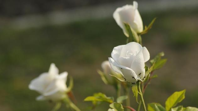 Iceberg: Mostly pure white, these are one of the best floribundas, a modern group of roses, developed by crossing hybrid teas with polyantha rose.  (Karun Sharma/HT) 