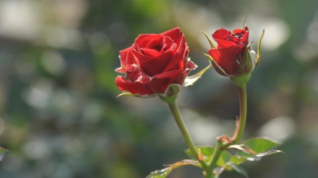 Jardinerio: The red-maroon flower blooms are heartwarming to say the least.  (Karun Sharma/HT) 