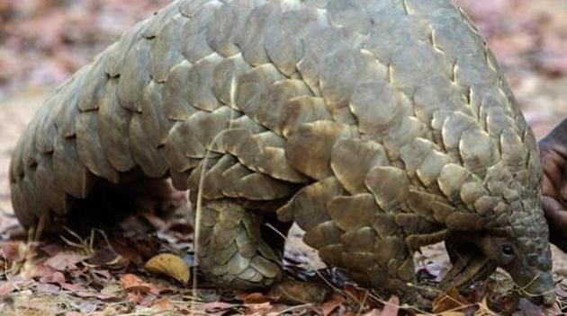Pangolins are a rare and highly endangered insectivore.(AFP File Photo)