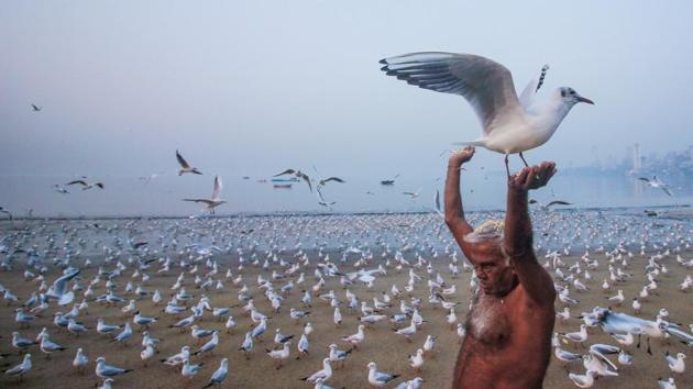 A man feeds seagulls at Marine Drive, Mumbai on February 16. (Supreet Sapkal / HT Photo)