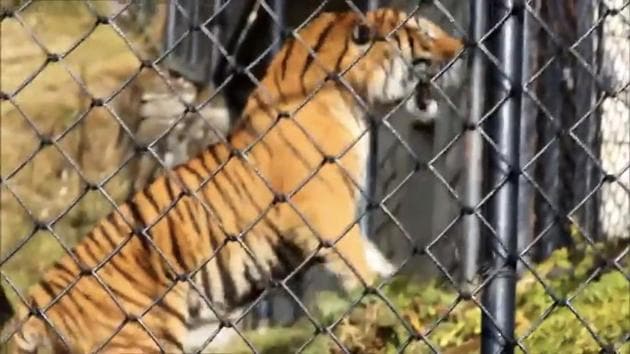 The 58-second video shows the big cat initially avoiding the tourists.(Video Grab/ HT Photo) The 58-second video shows the big cat initially avoiding the tourists.(Video Grab/ HT Photo)