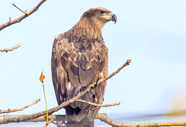 Pallas’s Fish eagle juvenile at Mirzapur dam, Punjab.(Rick Toor)