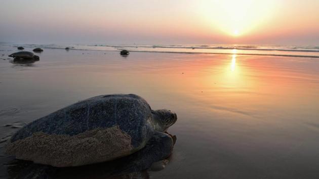 Olive Ridley sea turtles return to the sea after laying eggs on Rushikulya Beach, Odisha on February 23. Thousands of Olive Ridley sea turtles started to come ashore in the last few days from the Bay of Bengal to lay their eggs on the beach, which is one of the three mass nesting sites in the coastal state of Odisha. (Asit Kumar / AFP)