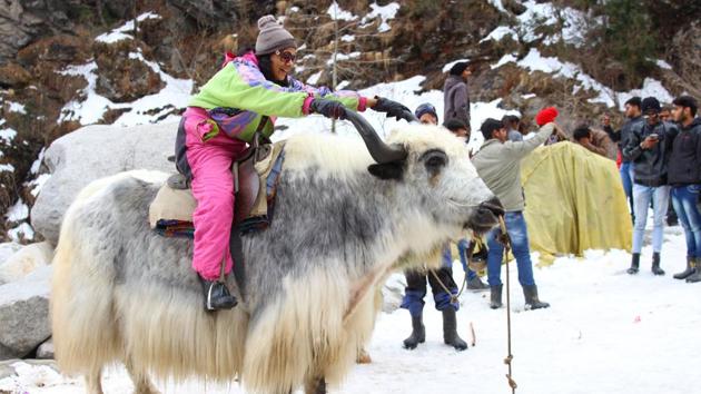 A tourist enjoying a Yak ride after a fresh snowfall at Anjani Mahadev near Manali on Saturday. (aqil khan/ht)