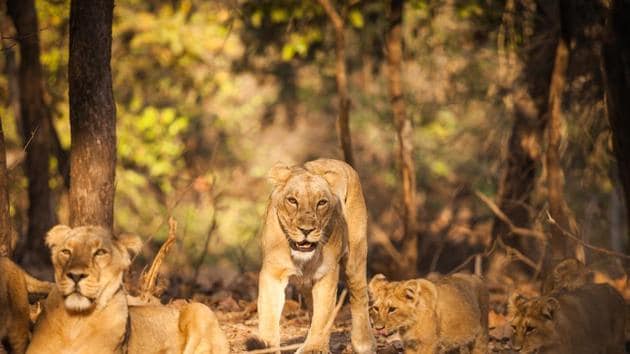 Lions at Gir forest(Shutterstock)