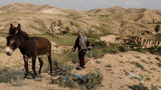 Mounjia, 43, leads a donkey towards her house in Matmata. In the arid valleys of Tunisia’s Djebel Dahar region, people have lived for centuries in underground houses whose earthen casing provides protection against searing summer heat and winter winds. But in recent decades, rural depopulation has meant fewer people living in these homes composed of rooms hewn into the walls of excavated circular courtyards. (Zohra Bensemra / REUTERS) Mounjia, 43, leads a donkey towards her house in Matmata. In the arid valleys of Tunisia’s Djebel Dahar region, people have lived for centuries in underground houses whose earthen casing provides protection against searing summer heat and winter winds. But in recent decades, rural depopulation has meant fewer people living in these homes composed of rooms hewn into the walls of excavated circular courtyards. (Zohra Bensemra / REUTERS)