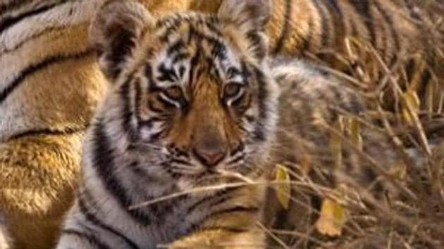 According to Forest Development Corporation of Maharashtra Ltd officials, injuries were found in the brains and necks of the cubs. (Pic for representation) According to Forest Development Corporation of Maharashtra Ltd officials, injuries were found in the brains and necks of the cubs. (Pic for representation)