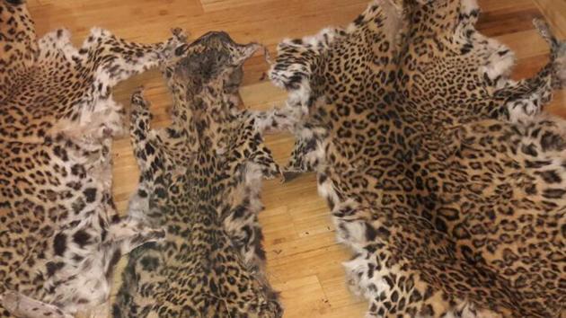 In Uttarakhand, more than 600 wildlife crime cases have been reported since the state’s formation in 2000. (HT PHOTO (REPRESENTATIVE PIC)) In Uttarakhand, more than 600 wildlife crime cases have been reported since the state’s formation in 2000. (HT PHOTO (REPRESENTATIVE PIC))