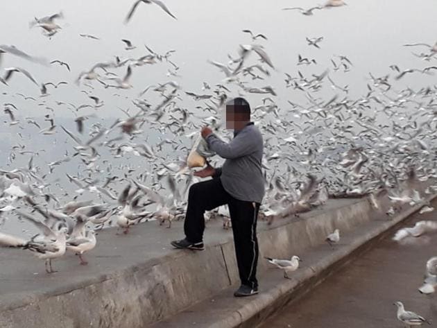 A man feeds the seagulls at Marine Drive.(HT PHOTO)