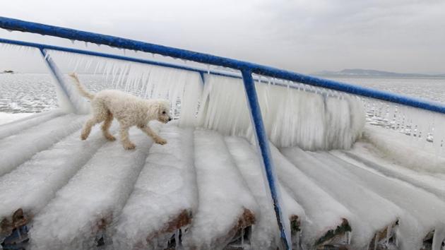 A dog walks on ice covering stairs normally used by bathers on the shore of Lake Balaton in Fonyod, Hungary. As long ago as 1973, a study suggested that an ice-free Arctic Ocean could make regions further south colder. That “warm Arctic, cold continent” (WAC#C) pattern is sometimes dubbed “wacc-y” or “wacky” among climate scientists. (Gyorgy Varga / MTI via AP) A dog walks on ice covering stairs normally used by bathers on the shore of Lake Balaton in Fonyod, Hungary. As long ago as 1973, a study suggested that an ice-free Arctic Ocean could make regions further south colder. That “warm Arctic, cold continent” (WAC#C) pattern is sometimes dubbed “wacc-y” or “wacky” among climate scientists. (Gyorgy Varga / MTI via AP)