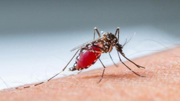 At least 591 malaria patients were incorrectly diagnosed negative for the disease in Mumbai in the past five years.(HT File (Representational Image))