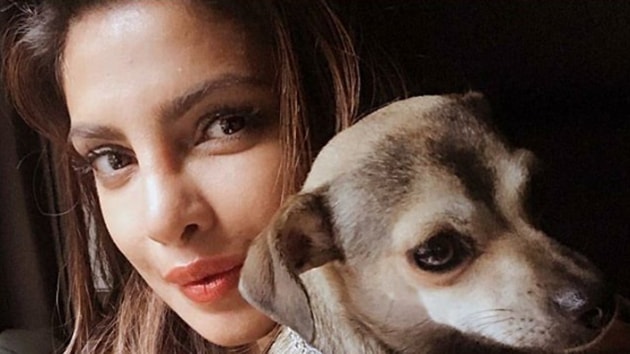 Priyanka Chopra frequently posts pictures with her dog on social media.