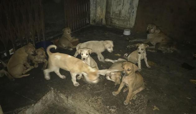 A picture of the puppies taken a day before they were killed. (HT Photo) A picture of the puppies taken a day before they were killed. (HT Photo)