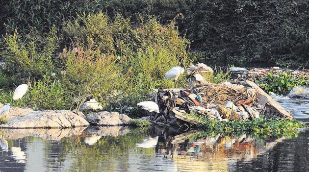 The massive dumping of garbage and a heavily polluted river are among the other reasons behind the reducing frequency of birds visiting the spot.(Shankar Narayan/HT PHOTO) The massive dumping of garbage and a heavily polluted river are among the other reasons behind the reducing frequency of birds visiting the spot.(Shankar Narayan/HT PHOTO)