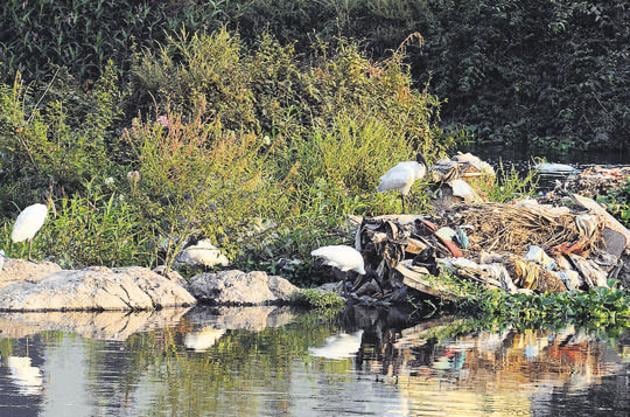 Birds seen at Dr Salim Ali Bird Sanctuary in Pune. (Shankar Narayan/HT PHOTO) Birds seen at Dr Salim Ali Bird Sanctuary in Pune. (Shankar Narayan/HT PHOTO)
