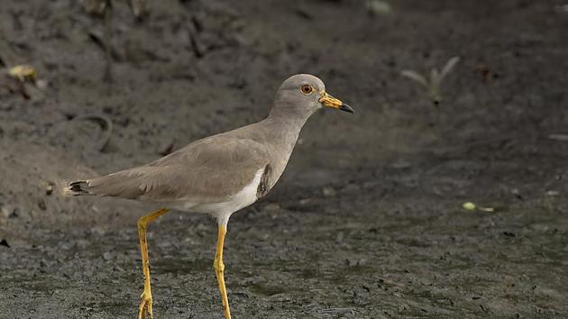 Officials from the state government confirmed the discovery and said it was a rare find. (Sudhir Gaikwad Inamdar) Officials from the state government confirmed the discovery and said it was a rare find. (Sudhir Gaikwad Inamdar)