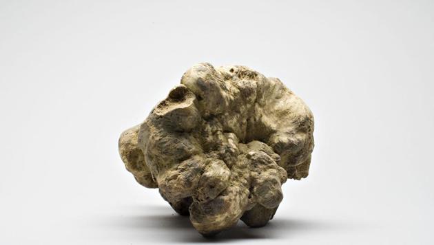 A 2.15 pound white truffle from Nothern Italy is displayed in New York, U.S. (BLOOMBERG NEWS) A 2.15 pound white truffle from Nothern Italy is displayed in New York, U.S. (BLOOMBERG NEWS)