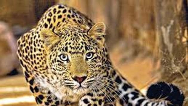 A team of veterinarians conducted the post mortem of both big cats on Thursday evening. (Photo for representation only) A team of veterinarians conducted the post mortem of both big cats on Thursday evening. (Photo for representation only)