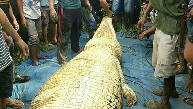 Indonesian authorities recover a crocodile after they shot and killed the six-metre (20 foot) long creature close to a riverbank in Marukangan on March 2. (AFP Photo) Indonesian authorities recover a crocodile after they shot and killed the six-metre (20 foot) long creature close to a riverbank in Marukangan on March 2. (AFP Photo)