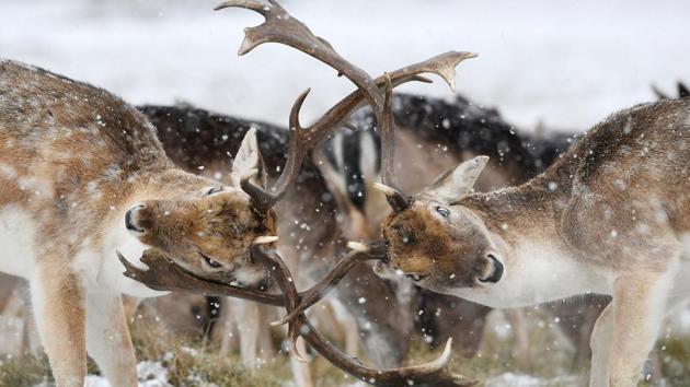 Deer clash antlers as snow falls in Richmond Park in London, Britain. (Toby Melville / REUTERS) 