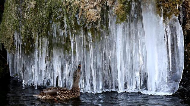 A duck appreciates icicles forming at a pond in Bern, Switzerland. (Stefan Wermuth / REUTERS) 
