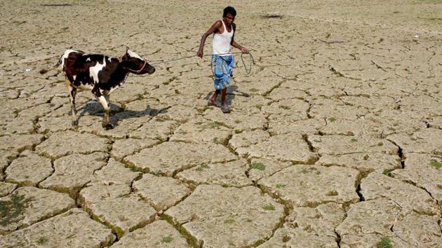 A farmer walks with his cow on a dried paddy field at Srilankabasti village, on the outskirts of Agartala, the capital of Tripura. (Arindam Dey / AFP) A farmer walks with his cow on a dried paddy field at Srilankabasti village, on the outskirts of Agartala, the capital of Tripura. (Arindam Dey / AFP)