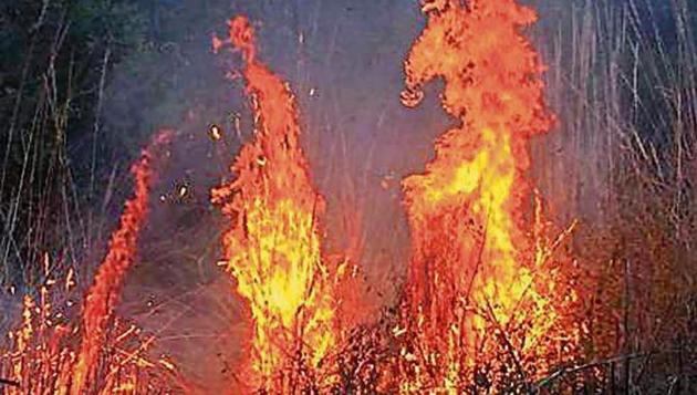 Fire dance of ‘Kana’ grasses in a jungle. (PHOTO: VIKRAM JIT SINGH) Fire dance of ‘Kana’ grasses in a jungle. (PHOTO: VIKRAM JIT SINGH)