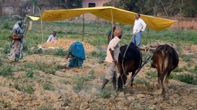 Farmers harvesting potatoes from their field in Jhunsi at Allahabad. (Anil Kumar Maurya/HT Photo) Farmers harvesting potatoes from their field in Jhunsi at Allahabad. (Anil Kumar Maurya/HT Photo)