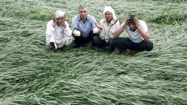 Farmers with damaged mustard crop at a village near Bhiwadi.(HT Photo)