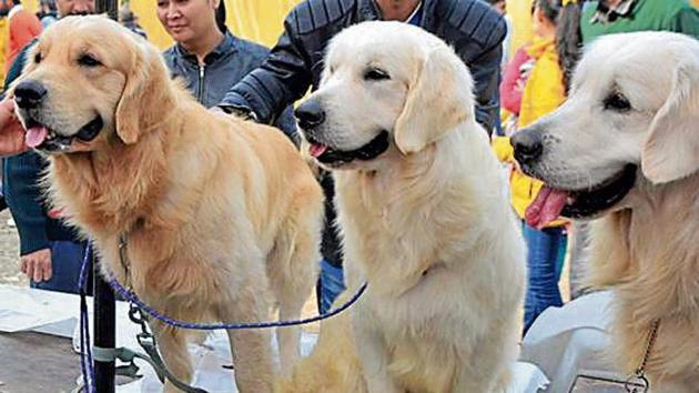 Out of 15,000 pet dogs in city, only 6,300 have been registered by their owners in eight years.(HT Photo) Out of 15,000 pet dogs in city, only 6,300 have been registered by their owners in eight years.(HT Photo)