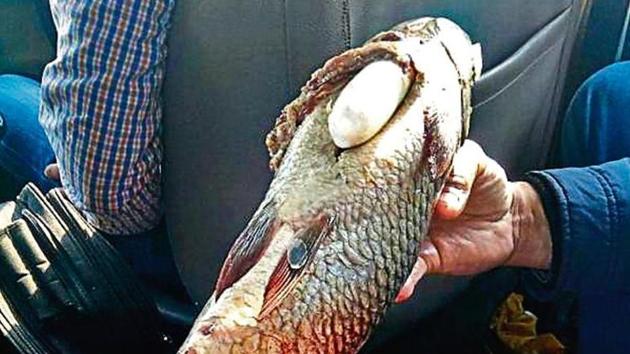 The two alleged smugglers were also allegedly involved in the smuggling of synthetic drugs in dead fish. The two alleged smugglers were also allegedly involved in the smuggling of synthetic drugs in dead fish.