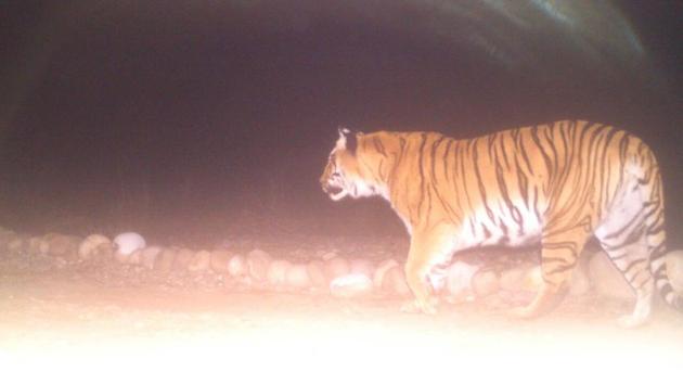 Camera trap image of one of the tigress. (HT PHOTO) Camera trap image of one of the tigress. (HT PHOTO)
