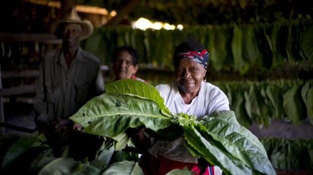 Once harvested the leaves are moved to high-ceilinged drying houses, where workers like 75-year-old Delma Mendivez Martinez thread them and hang them for the first in a series of drying and curing sessions. Delma has worked in this tobacco farm since she was 14 years old. (Ramon Espinosa / AP) Once harvested the leaves are moved to high-ceilinged drying houses, where workers like 75-year-old Delma Mendivez Martinez thread them and hang them for the first in a series of drying and curing sessions. Delma has worked in this tobacco farm since she was 14 years old. (Ramon Espinosa / AP)