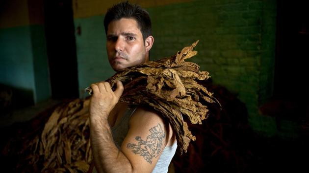 After the private Martinez farm, the tobacco goes to state-run warehouses in the town of San Luis, where workers like Juan Hernando Regalado Rosales shake the leaves dry as soon as they arrive. Rosales has been working at this center for 15 years. (Ramon Espinosa / AP) After the private Martinez farm, the tobacco goes to state-run warehouses in the town of San Luis, where workers like Juan Hernando Regalado Rosales shake the leaves dry as soon as they arrive. Rosales has been working at this center for 15 years. (Ramon Espinosa / AP)
