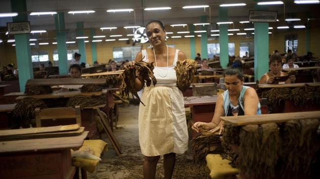 Specialists in the “despalillo”, like Farra Marquez Rubiera, run the dry harvested leaves through a destemming process to make them more pliable at the warehouse. Marquez's whole family works in the cultivation of tobacco. (Ramon Espinosa / AP) Specialists in the “despalillo”, like Farra Marquez Rubiera, run the dry harvested leaves through a destemming process to make them more pliable at the warehouse. Marquez's whole family works in the cultivation of tobacco. (Ramon Espinosa / AP)