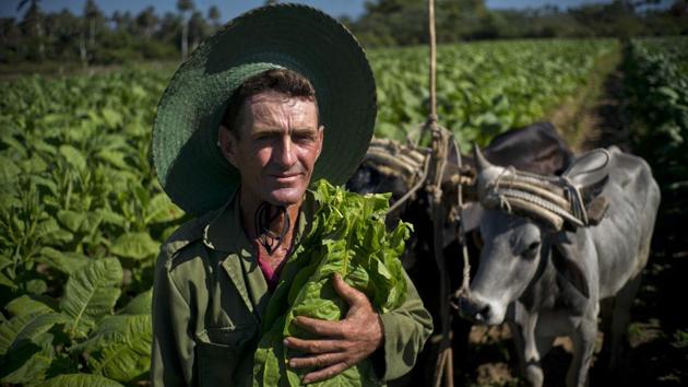 tobacco pickers Photos: The faces behind Cuba's famed cigars