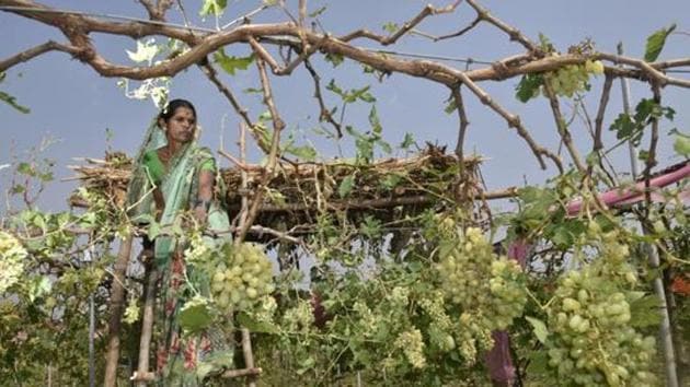 Agriculture body makes residue certificates mandatory for ...