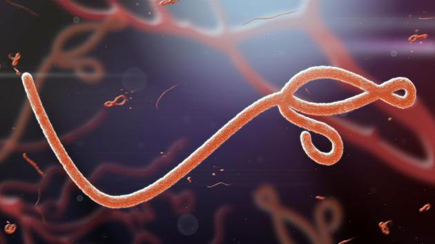 Monoclonal antibody therapies (mAbs) hold promise for the treatment of Ebola virus infections. However, mAbs are costly to produce and provide only short-term immunity. (Shutterstock) Monoclonal antibody therapies (mAbs) hold promise for the treatment of Ebola virus infections. However, mAbs are costly to produce and provide only short-term immunity. (Shutterstock)
