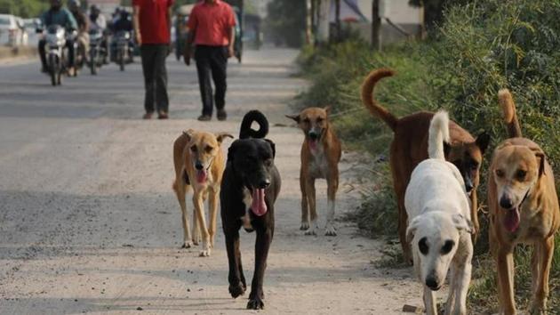 Anti-rabies vaccine to be administered intradermally: Punjab govt ...