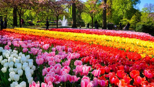Tulip fields dot the countryside from Haarlem to The Hague. (Shutterstock) Tulip fields dot the countryside from Haarlem to The Hague. (Shutterstock)
