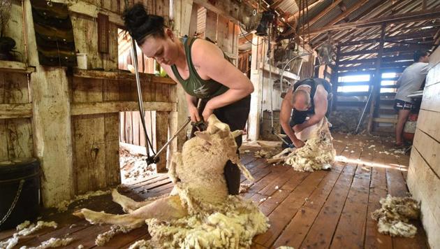 Australian sheep shearer Emma Billet, 28, works on a sheep in a station outside the town of Trangie in western New South Wales. She is the only woman in her crew of five shearers, but attitudes on Australian farms are changing and training approaches are encouraging a gender rethink, with more women entering the profession Down Under. (Peter Parks / AFP) Australian sheep shearer Emma Billet, 28, works on a sheep in a station outside the town of Trangie in western New South Wales. She is the only woman in her crew of five shearers, but attitudes on Australian farms are changing and training approaches are encouraging a gender rethink, with more women entering the profession Down Under. (Peter Parks / AFP)