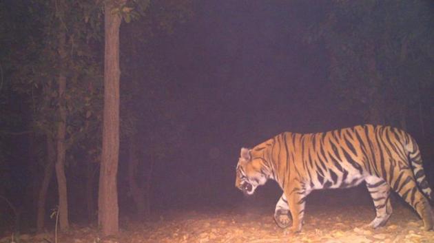 The tiger was first sighted on March 2 by one of the seven cameras the forest department installed near Lalgarh. (Photo courtesy: West Bengal Forest Department) The tiger was first sighted on March 2 by one of the seven cameras the forest department installed near Lalgarh. (Photo courtesy: West Bengal Forest Department)