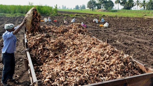 A farmer loading turmeric on a tractor trolley at Vadgaon village in Karad, Maharashtra. (PTI File Photo) A farmer loading turmeric on a tractor trolley at Vadgaon village in Karad, Maharashtra. (PTI File Photo)