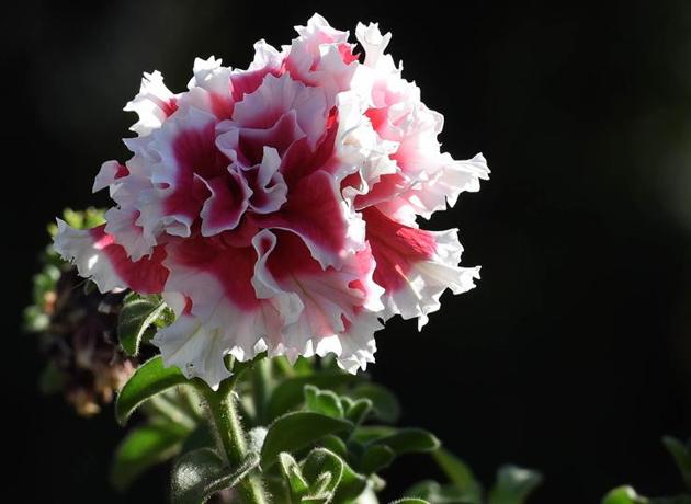 Double Petunia: The white and pink heart-shaped flowers make one fall in love with the city all over again. (Sanjeev Sharma/HT)
