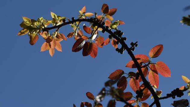 Each sector and its market are marked by the distinct colour and scent of its tree blossoms. (Sanjeev Sharma/HT)