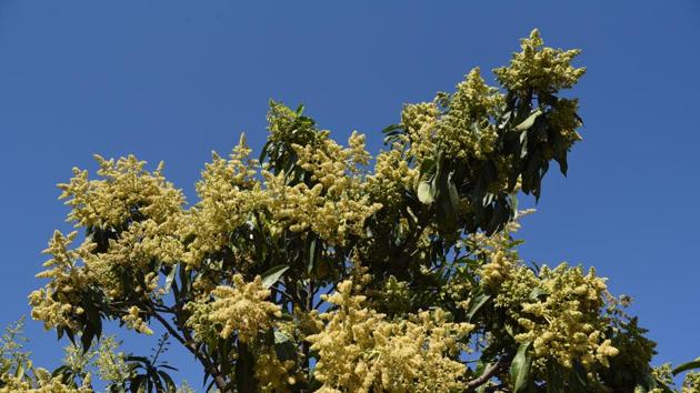 A mango tree full of buds on the dividing road sector 8-9 in Chandigarh. (Sanjeev Sharma/HT)